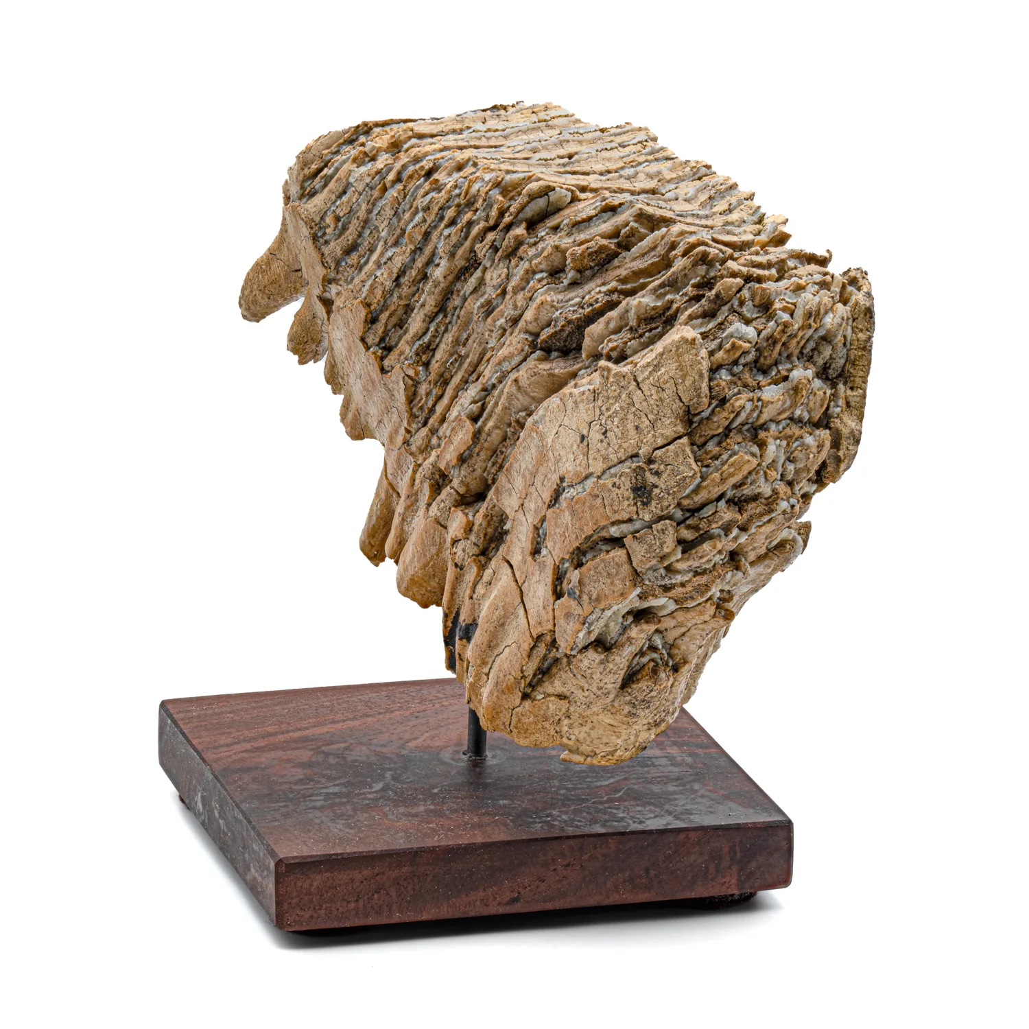 Woolly Mammoth Tooth - SOLD 6.96" Full Tooth with Stand - Alaskan