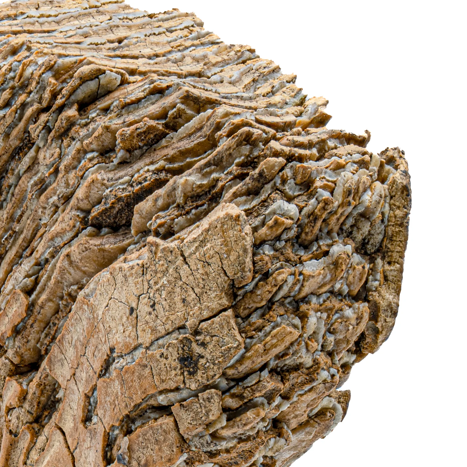 Woolly Mammoth Tooth - SOLD 6.96" Full Tooth with Stand - Alaskan - Image 2