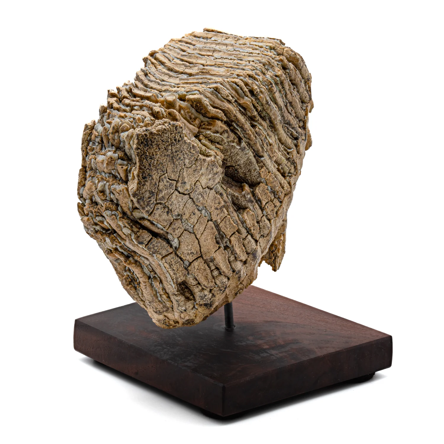Woolly Mammoth Tooth - SOLD 6.96" Full Tooth with Stand - Alaskan - Image 3