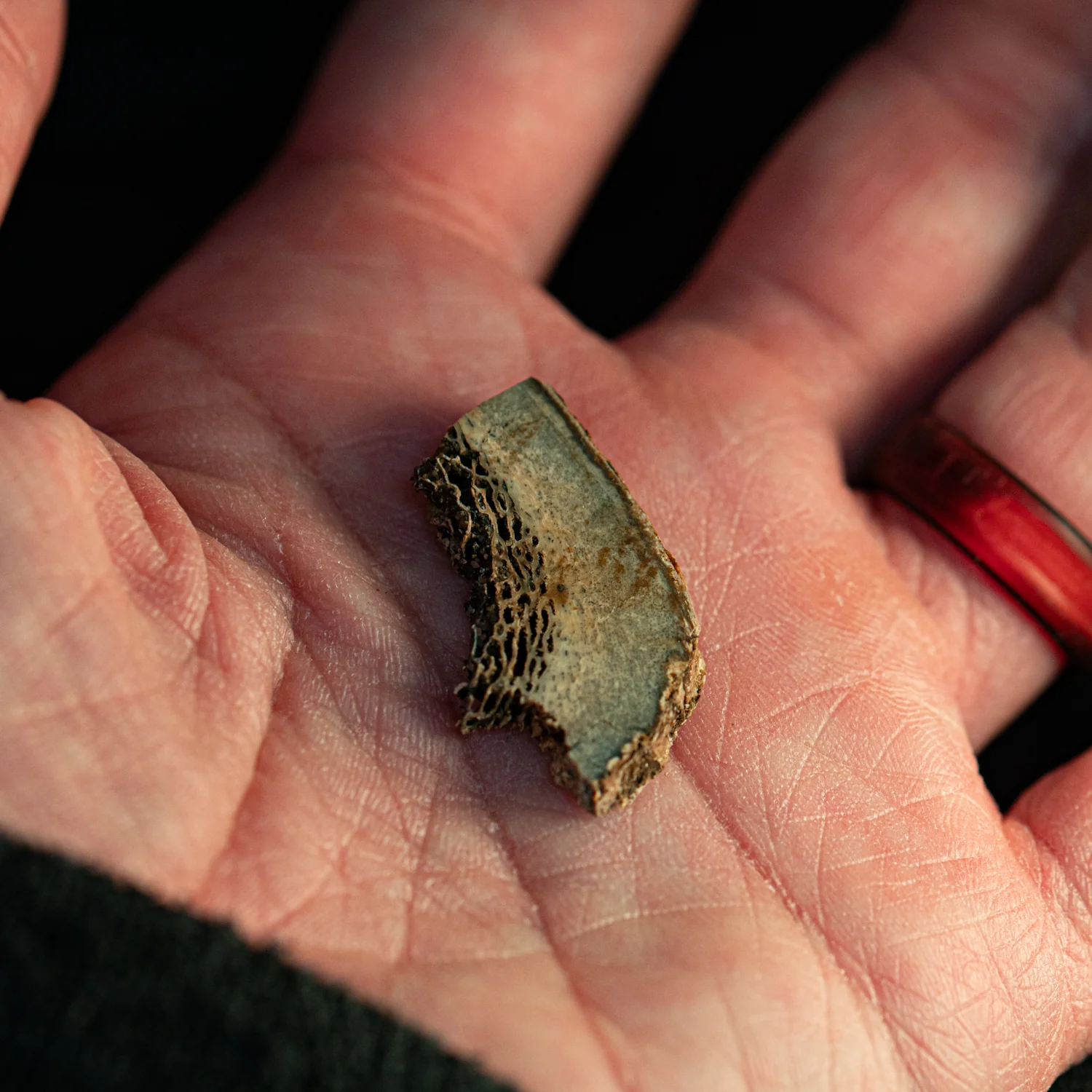 Woolly Rhinoceros Bone - Image 2