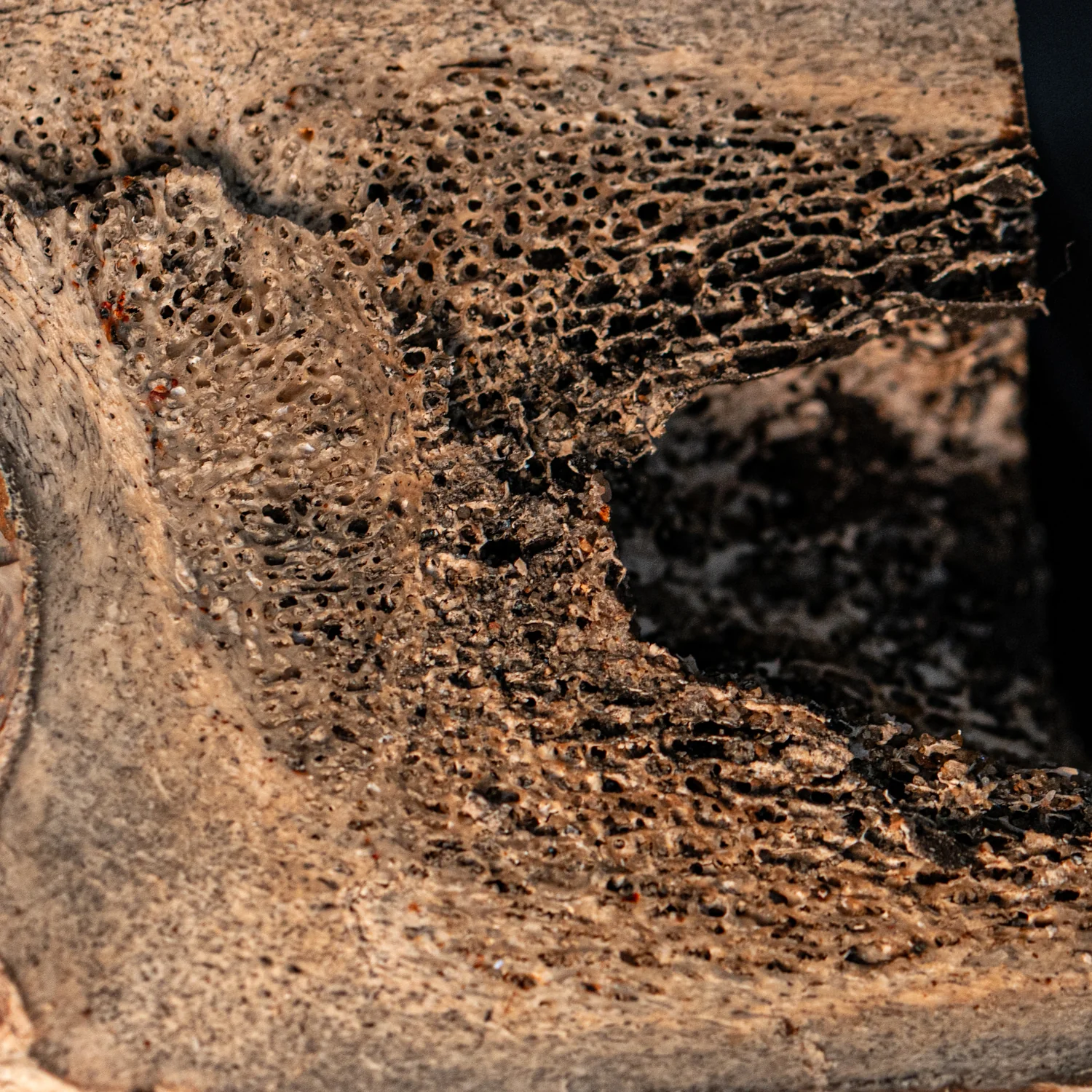 Woolly Rhinoceros Bone - Image 3