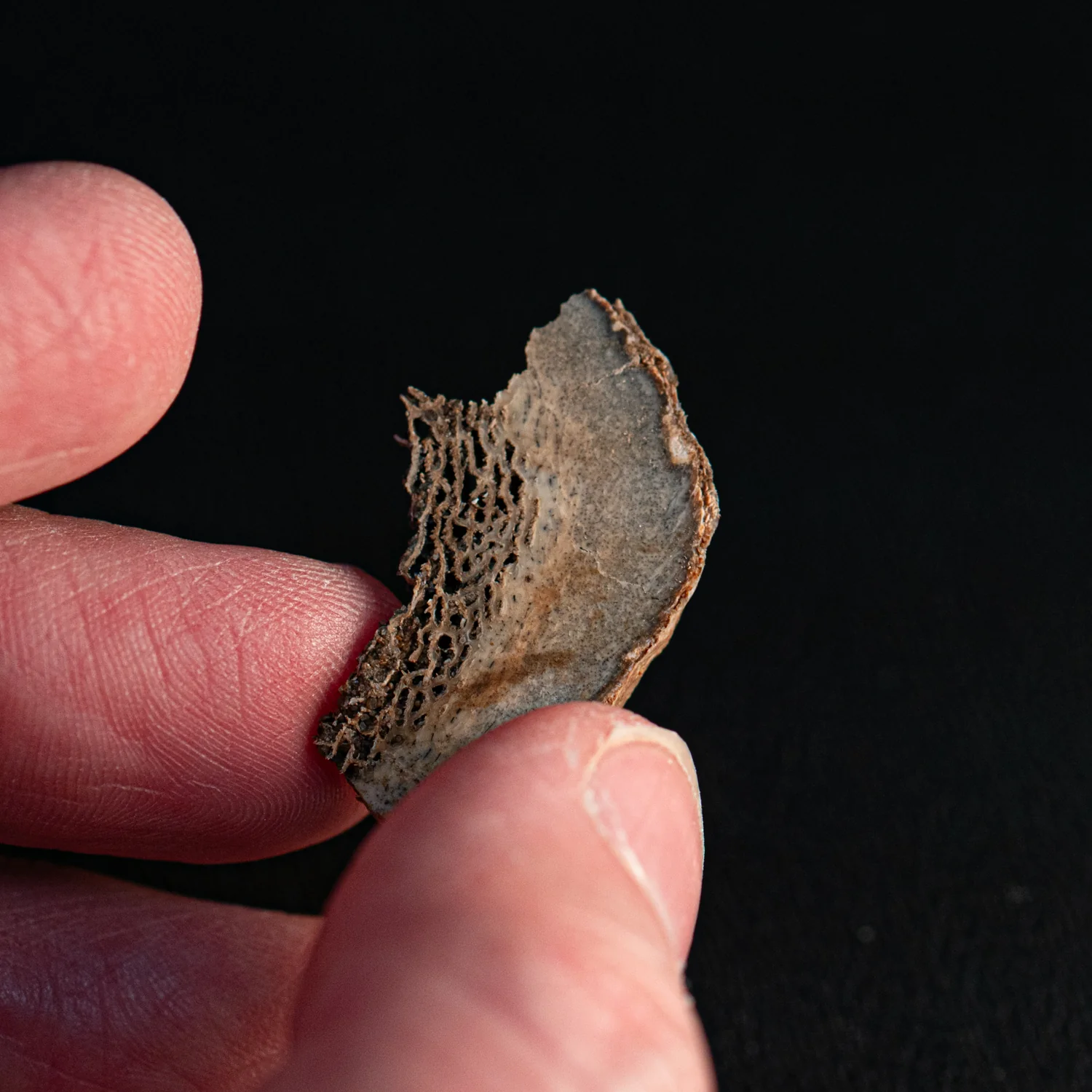 Woolly Rhinoceros Bone - Image 4