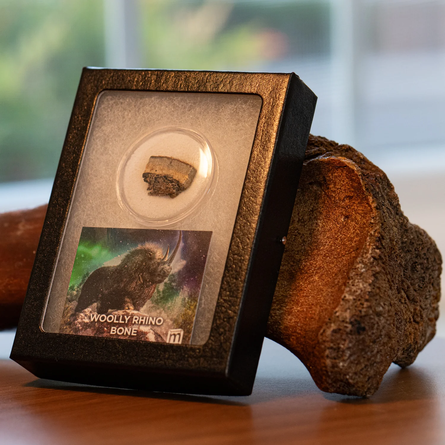 Woolly Rhinoceros Bone - Image 6
