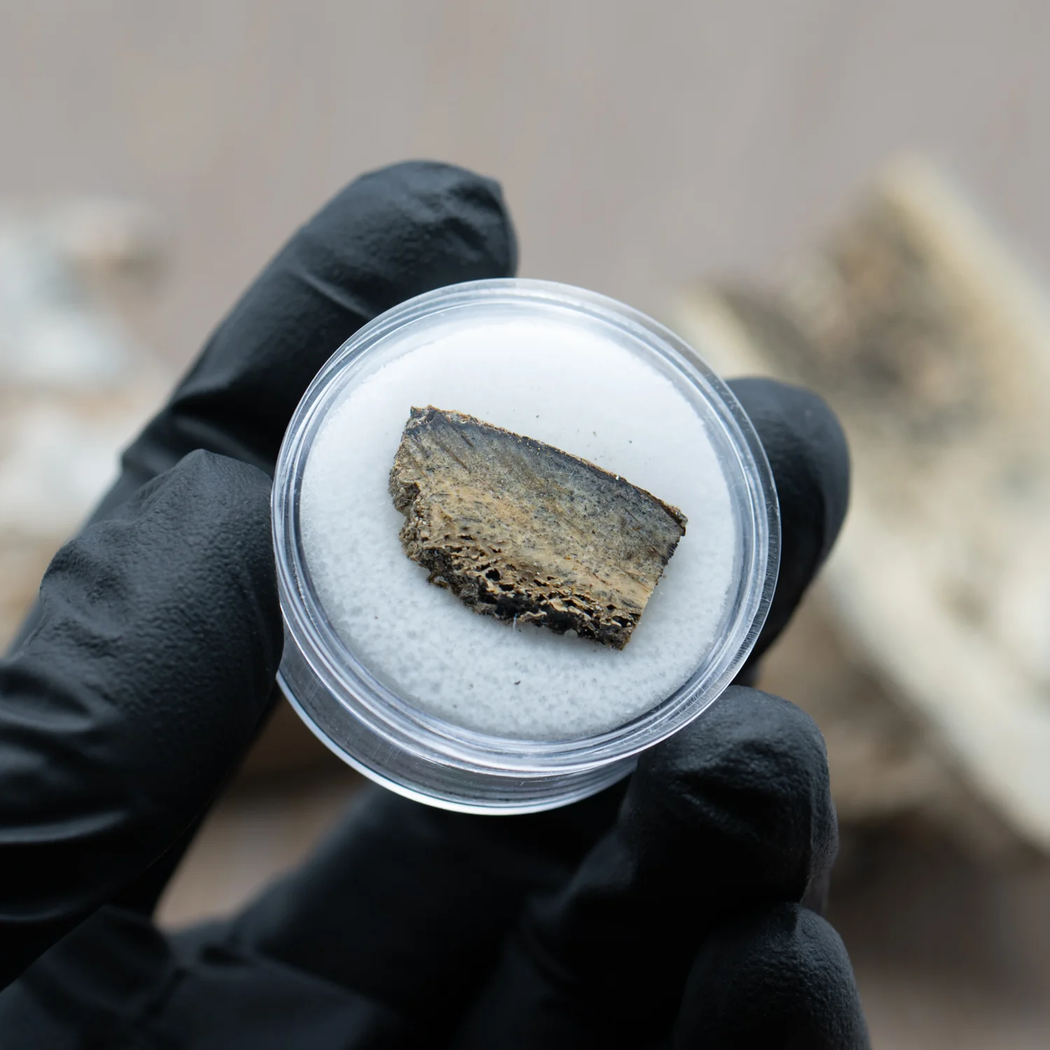 Woolly Rhinoceros Bone - Image 9