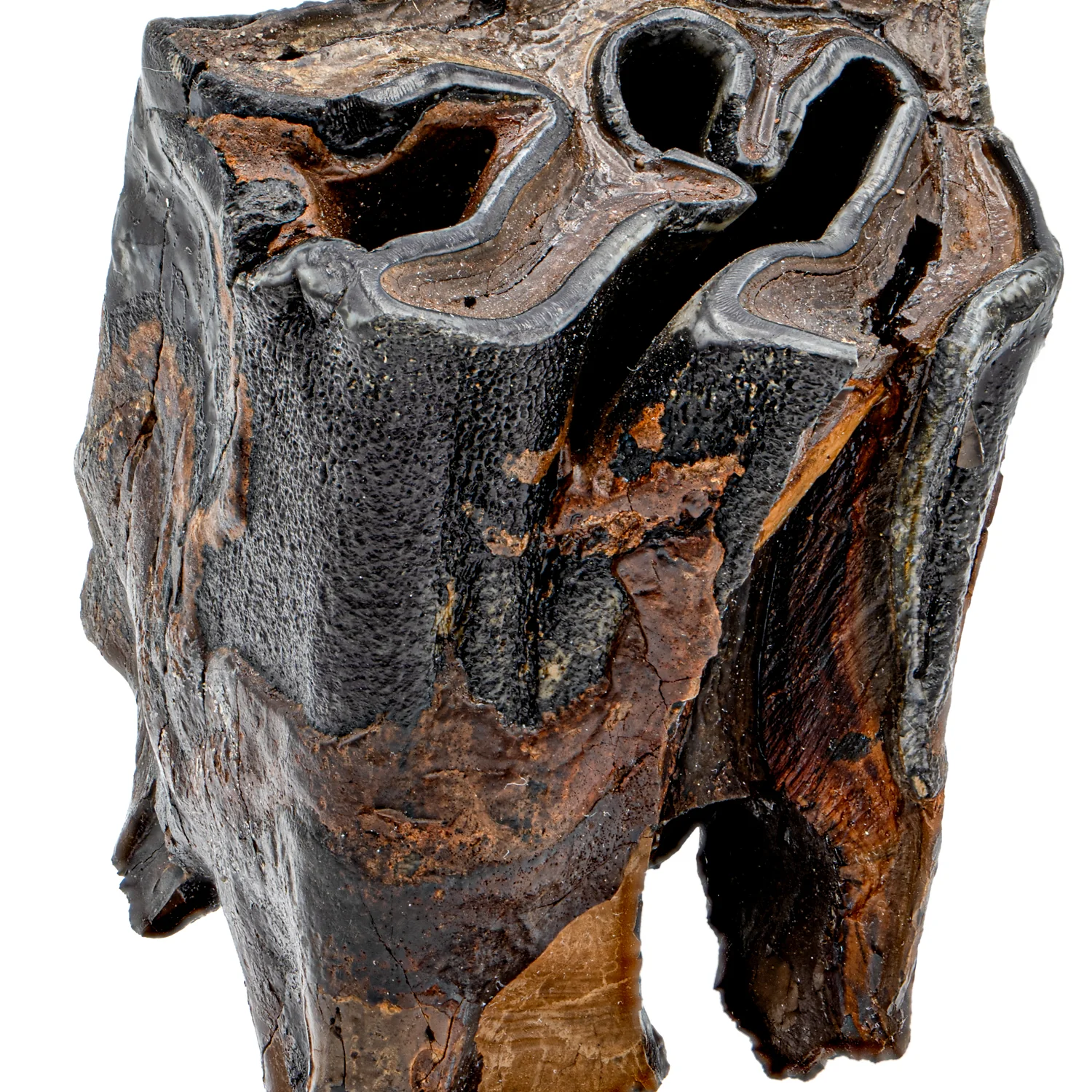 Woolly Rhinoceros Tooth - SOLD 3.12" - Image 2