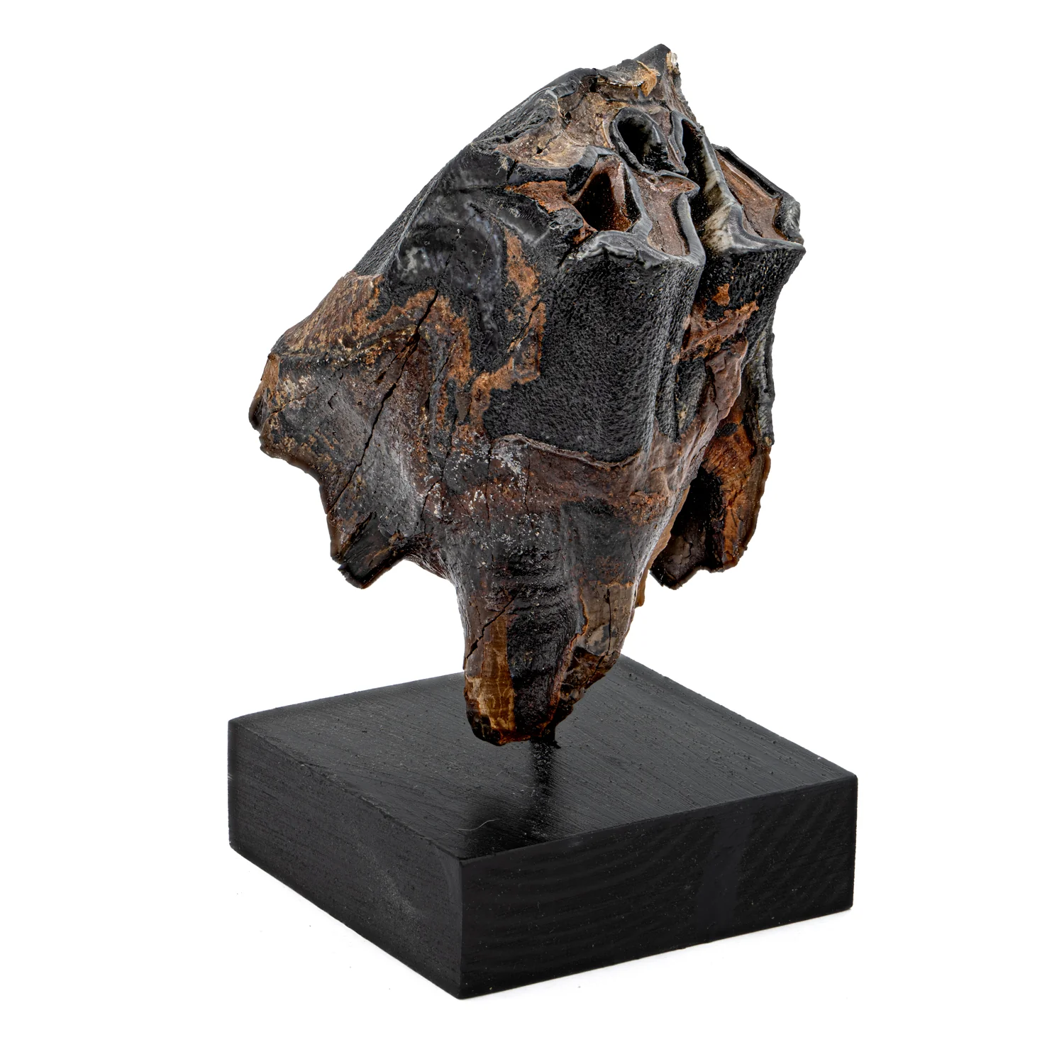 Woolly Rhinoceros Tooth - SOLD 3.12" - Image 3