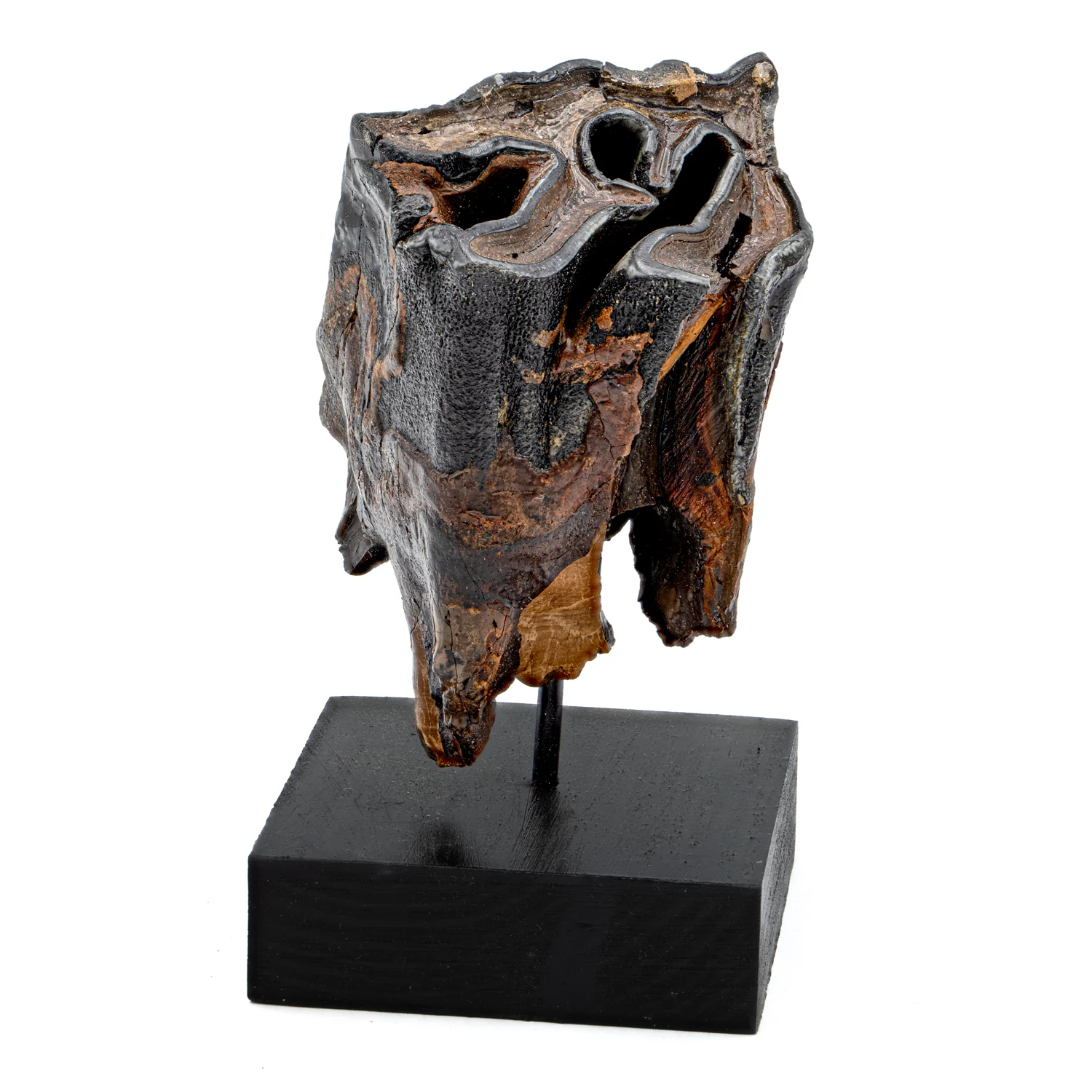 Woolly Rhinoceros Tooth - SOLD 3.12" - Image 4