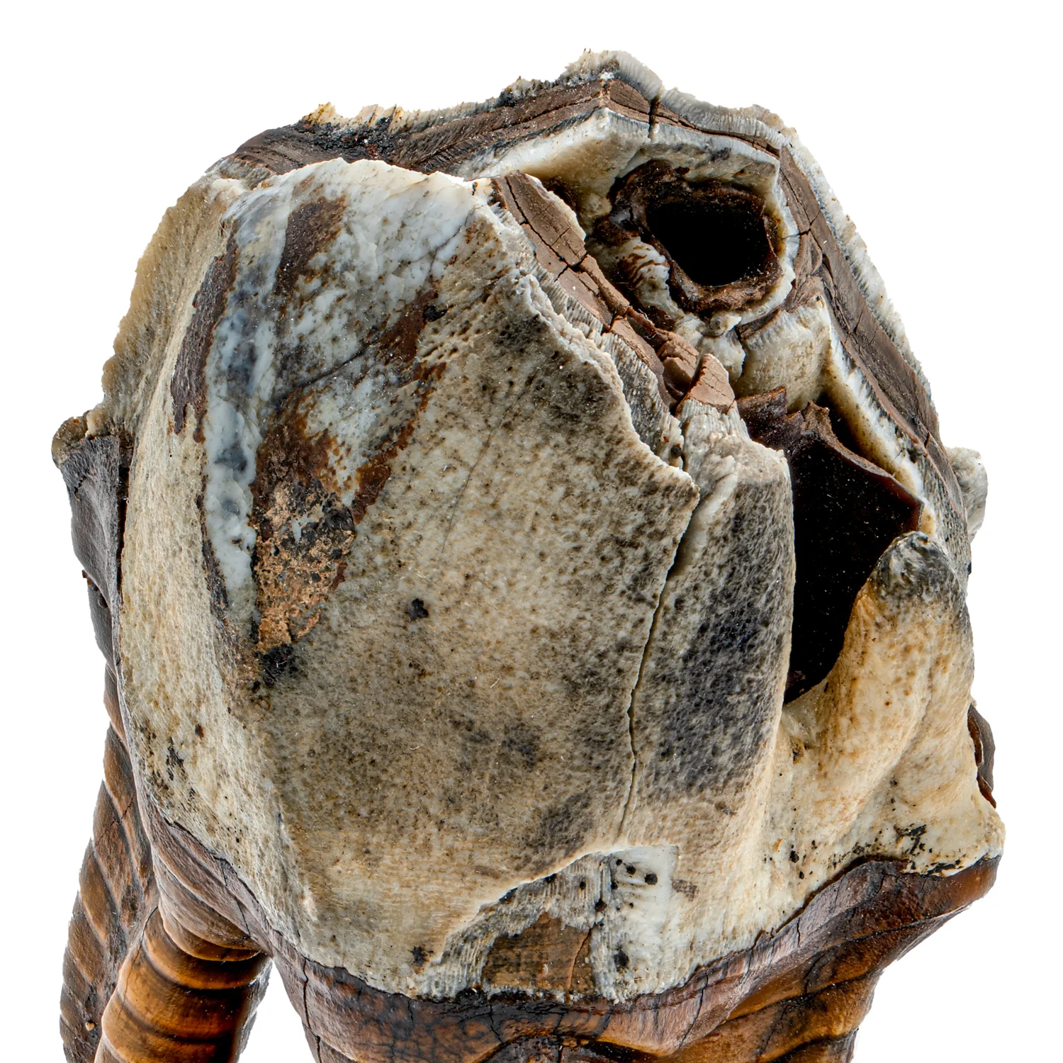 Woolly Rhinoceros Tooth - SOLD 3.45" - Image 2
