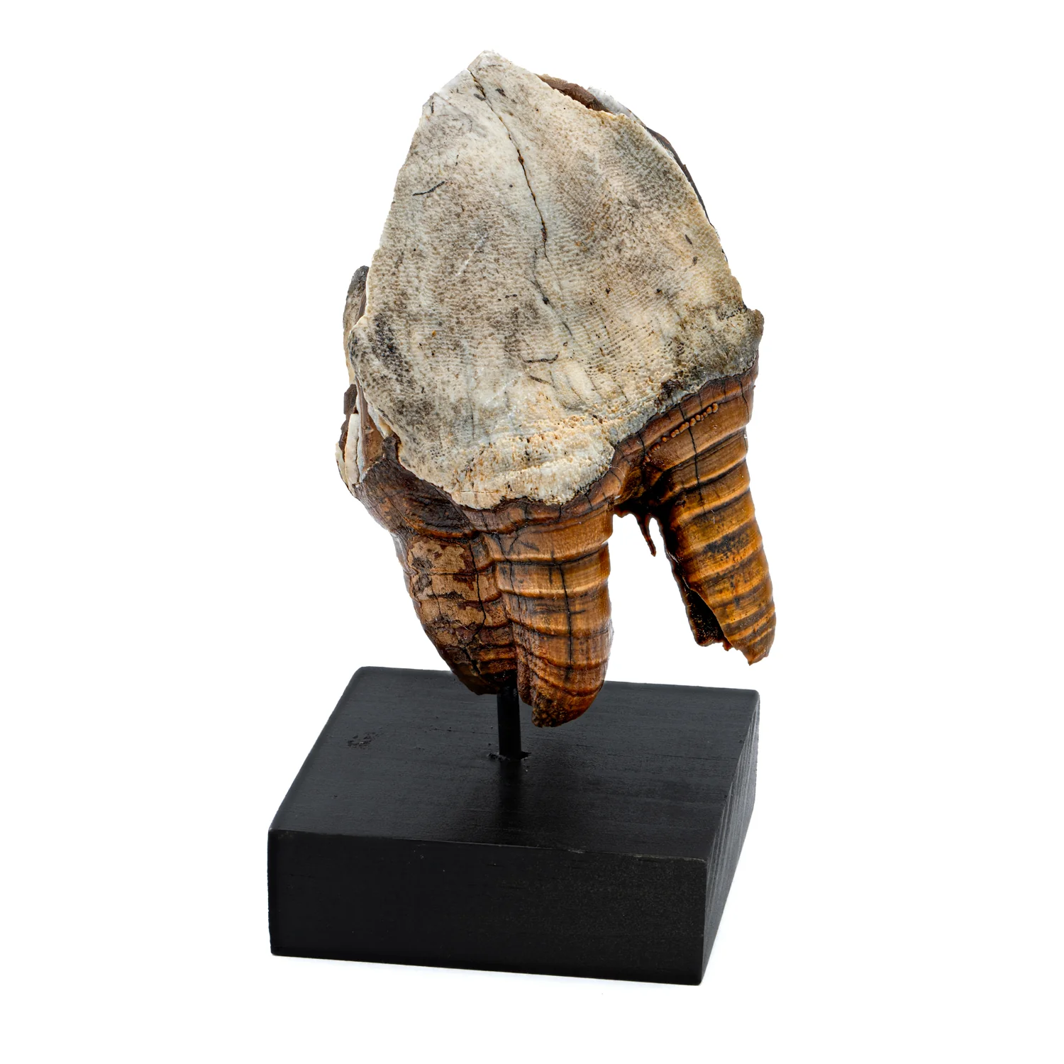 Woolly Rhinoceros Tooth - SOLD 3.45" - Image 3