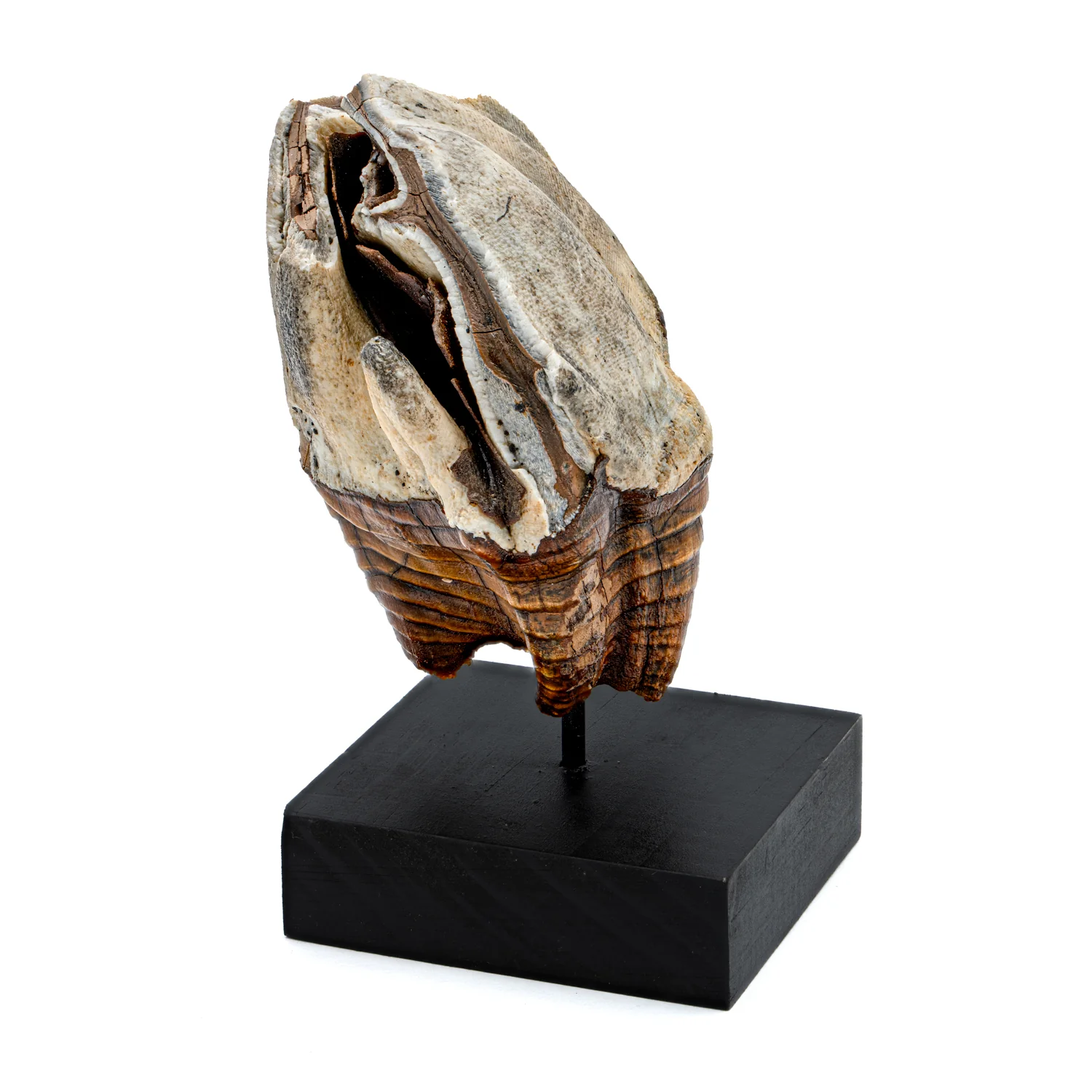 Woolly Rhinoceros Tooth - SOLD 3.45" - Image 4