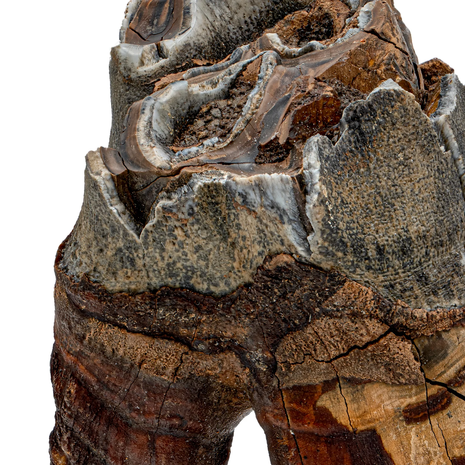 Woolly Rhinoceros Tooth - SOLD 3.52" - Image 2
