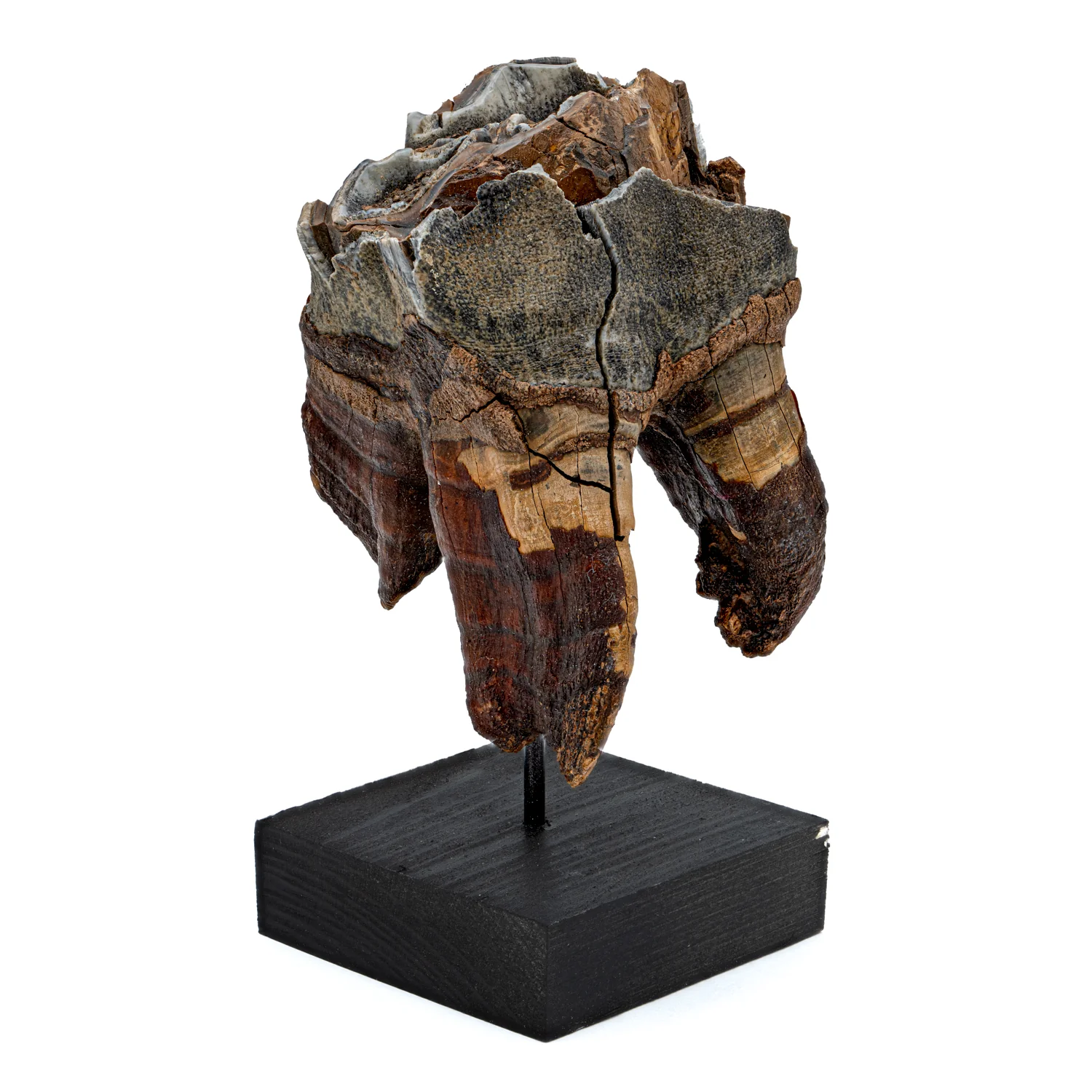 Woolly Rhinoceros Tooth - SOLD 3.52" - Image 3