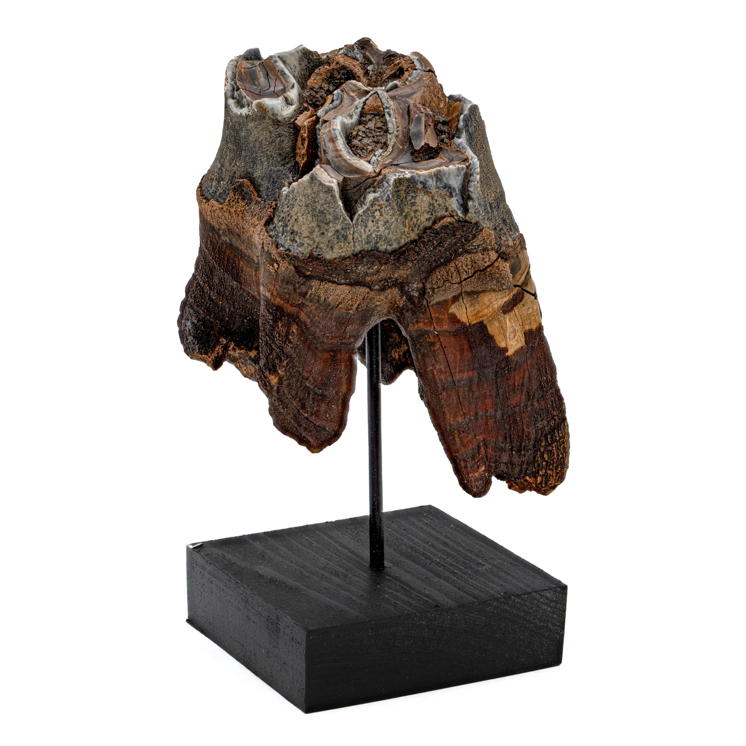 Woolly Rhinoceros Tooth - SOLD 3.52" - Image 4