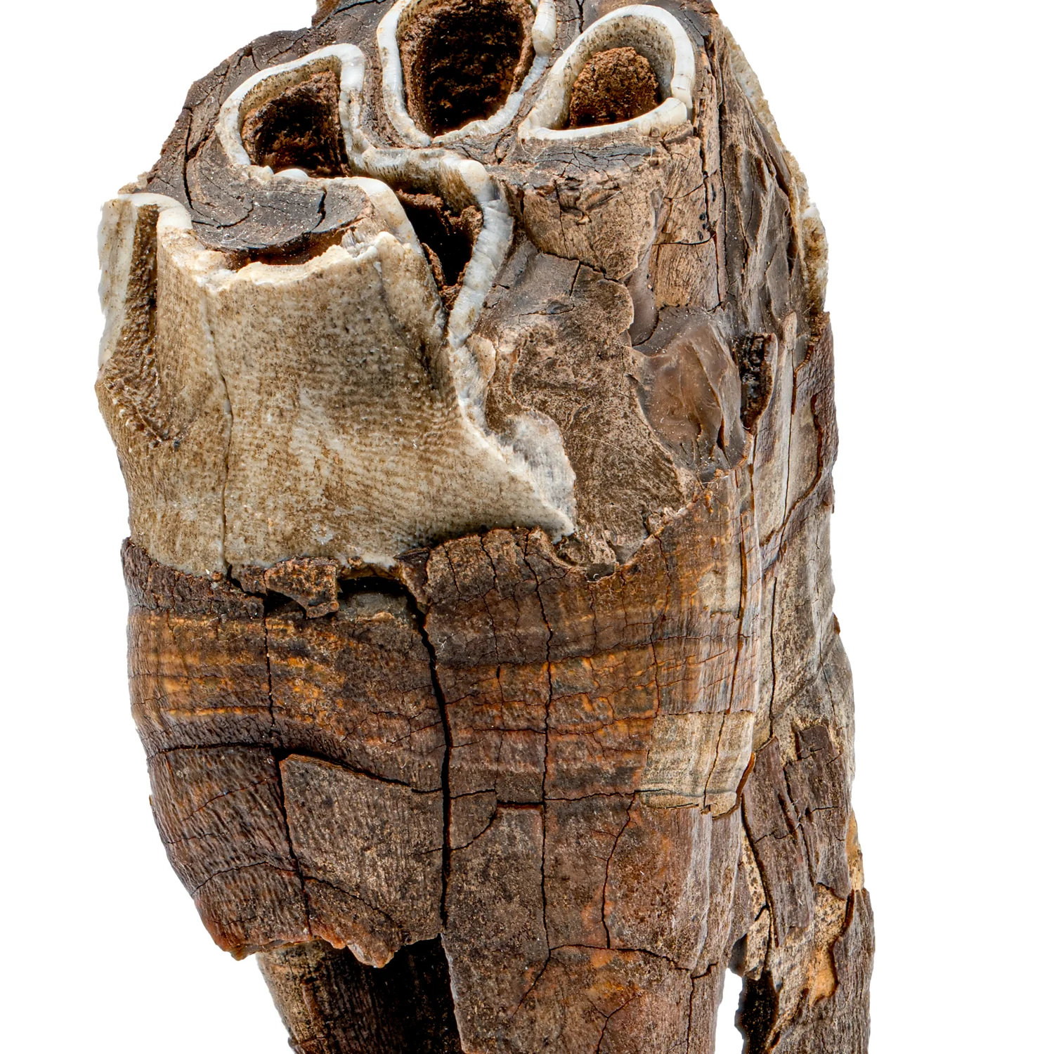 Woolly Rhinoceros Tooth - 3.52" - Image 2