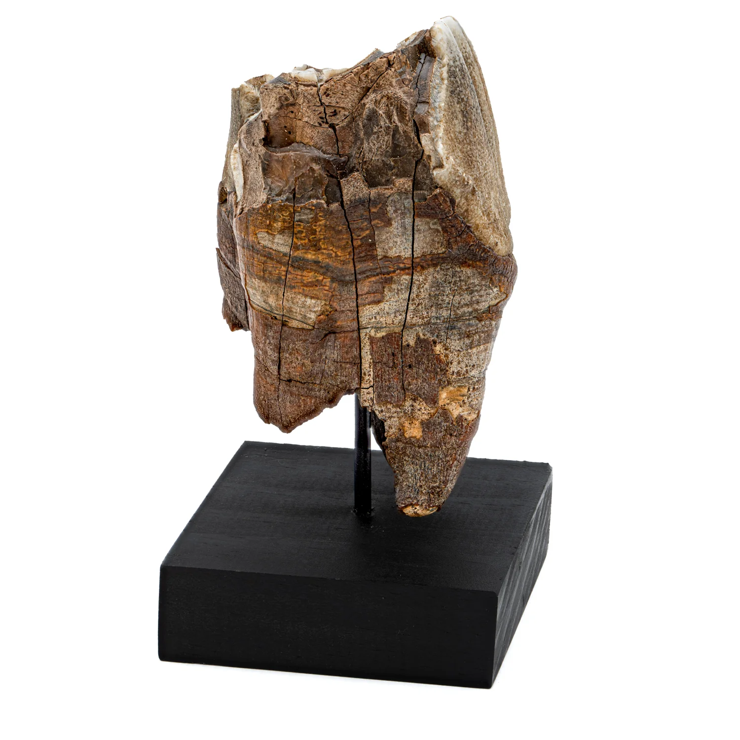 Woolly Rhinoceros Tooth - 3.52" - Image 3