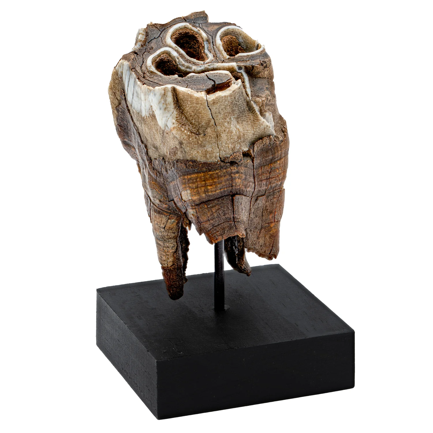 Woolly Rhinoceros Tooth - 3.52" - Image 4