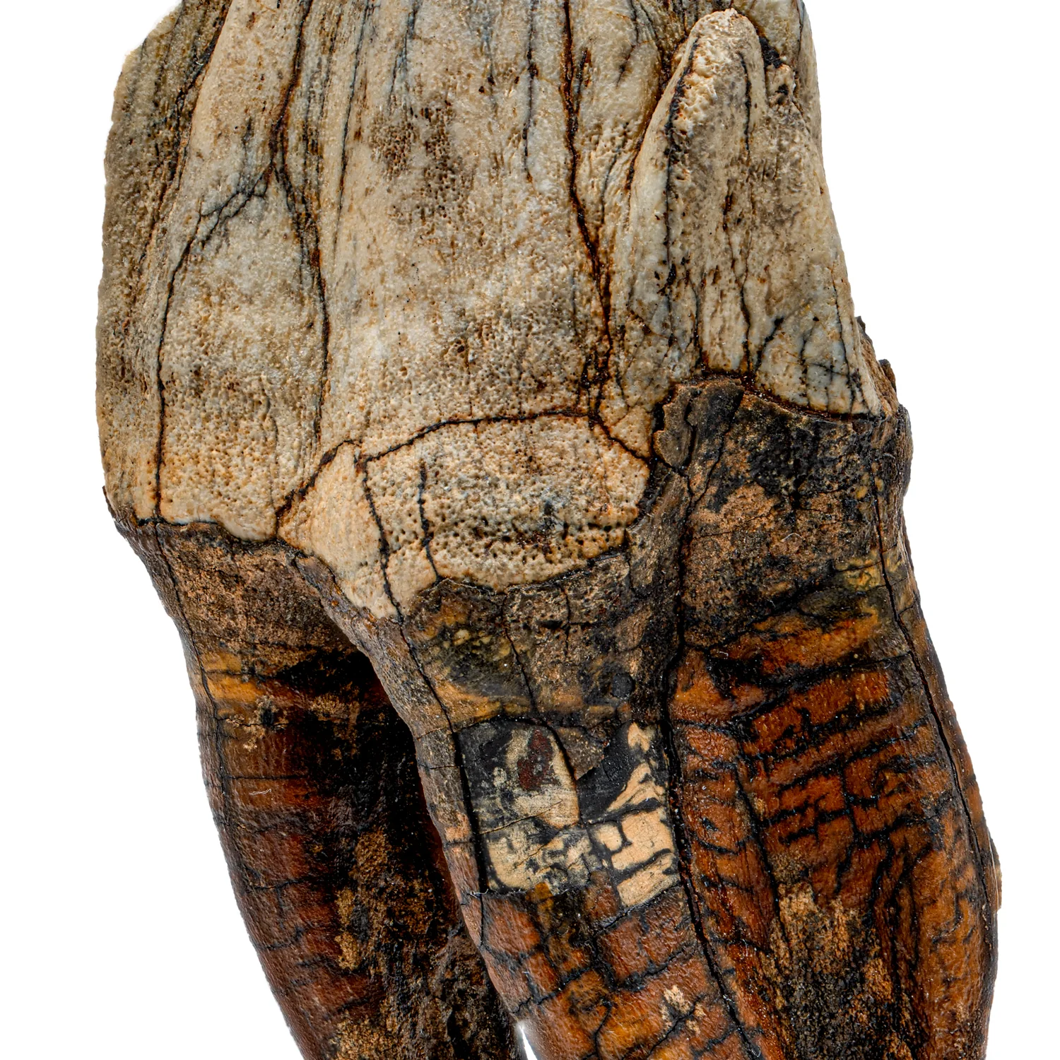 Woolly Rhinoceros Tooth - SOLD 3.60" - Image 2
