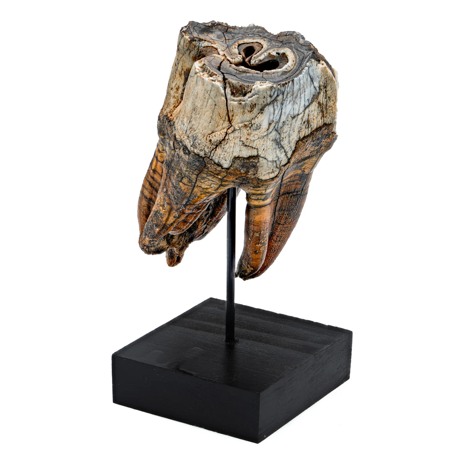 Woolly Rhinoceros Tooth - SOLD 3.60" - Image 3