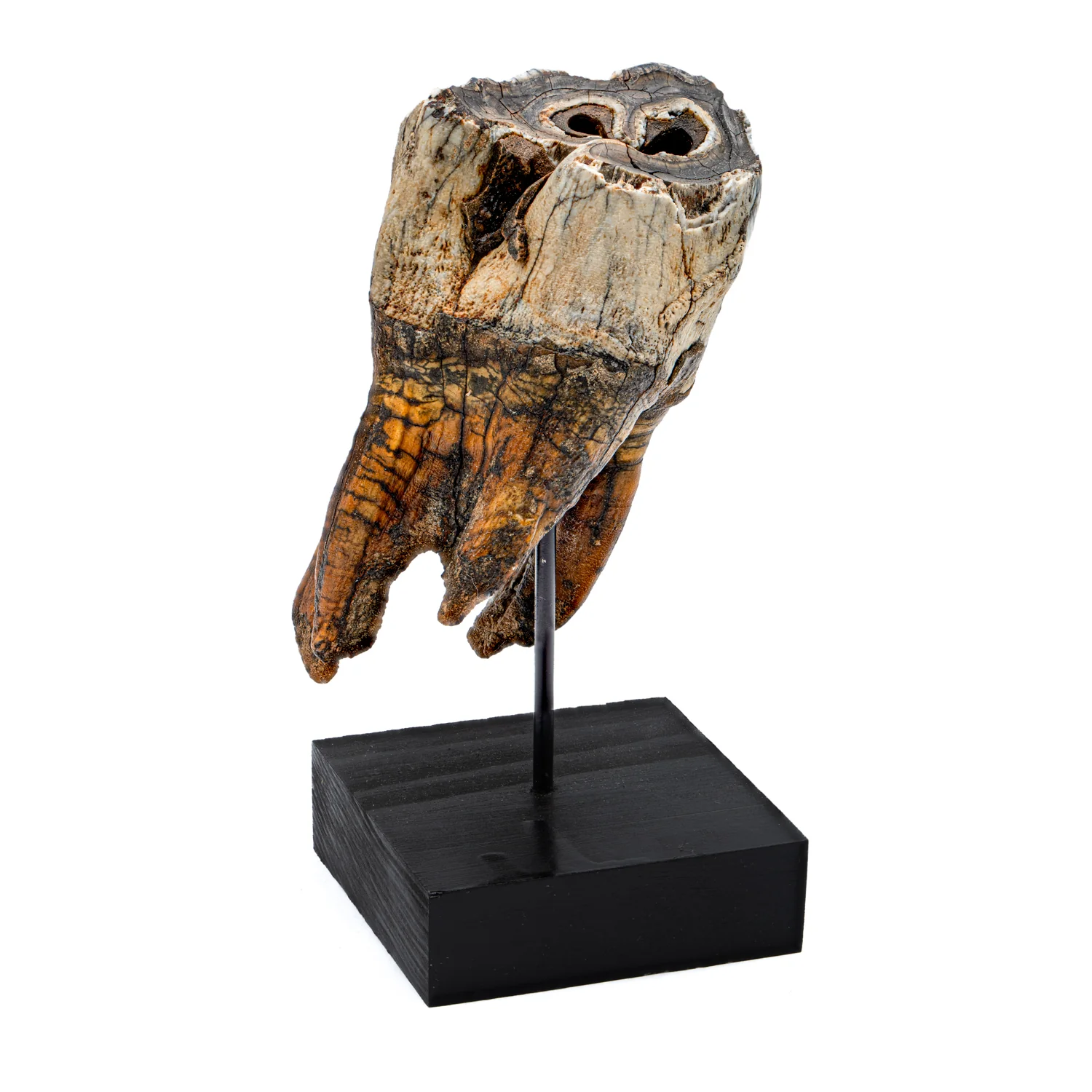 Woolly Rhinoceros Tooth - SOLD 3.60" - Image 4