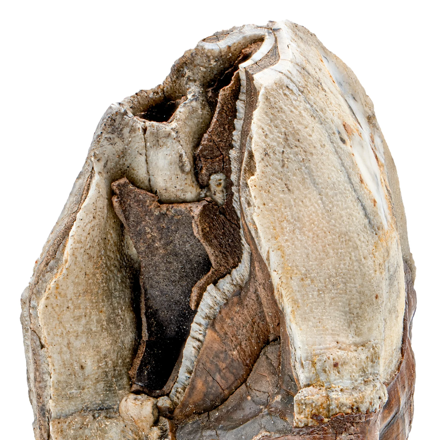 Woolly Rhinoceros Tooth - SOLD 4.12" - Image 2