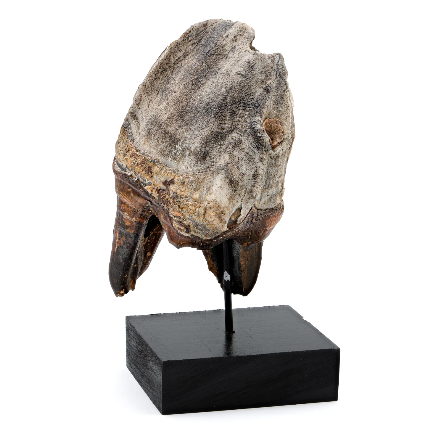 Woolly Rhinoceros Tooth - SOLD 4.12" - Image 3