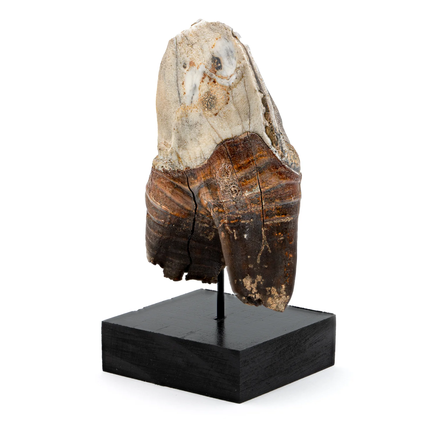 Woolly Rhinoceros Tooth - SOLD 4.12" - Image 4