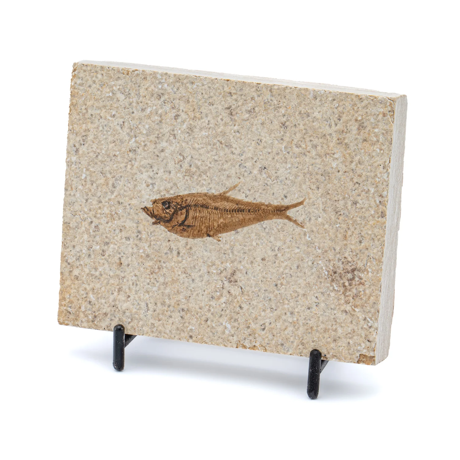 Wyoming Fossil Fish - Image 2