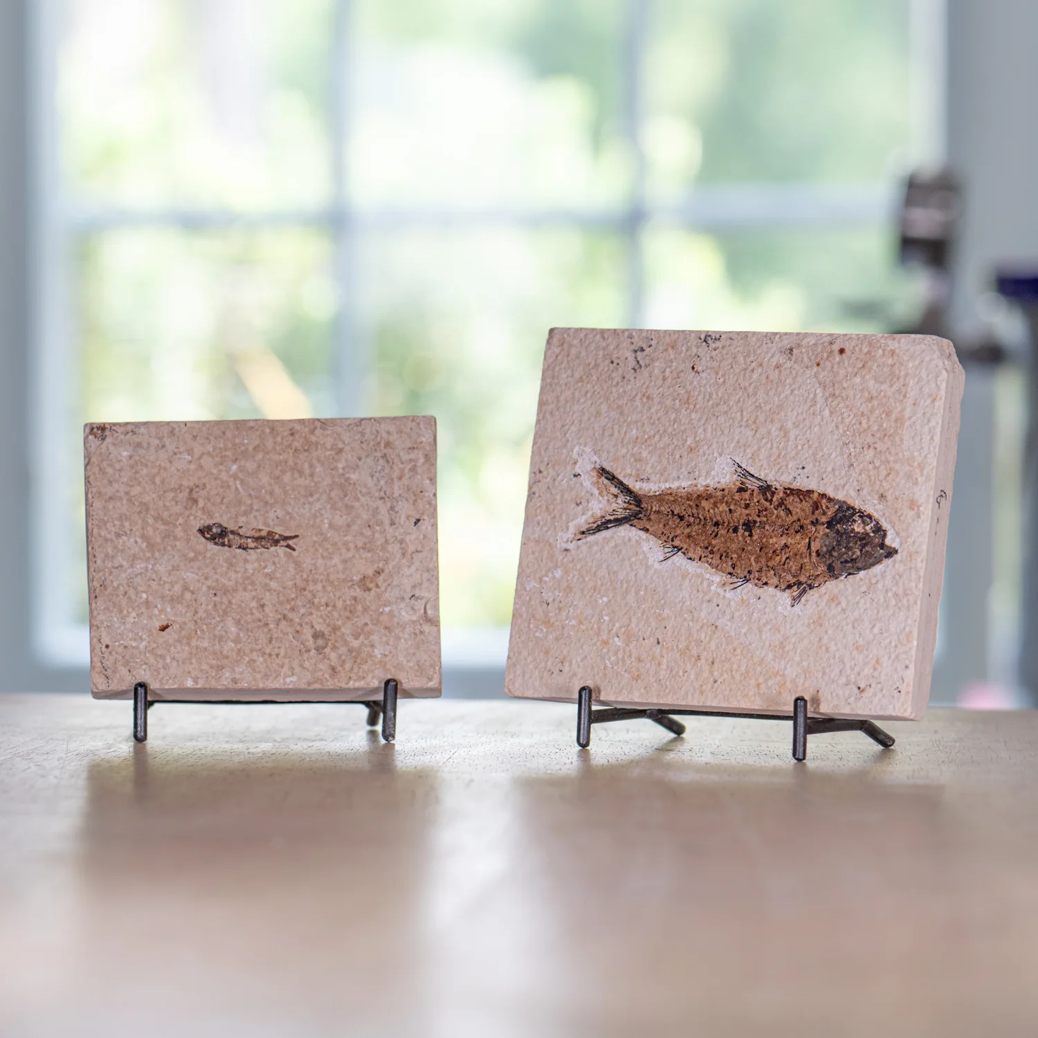 Wyoming Fossil Fish - Image 3