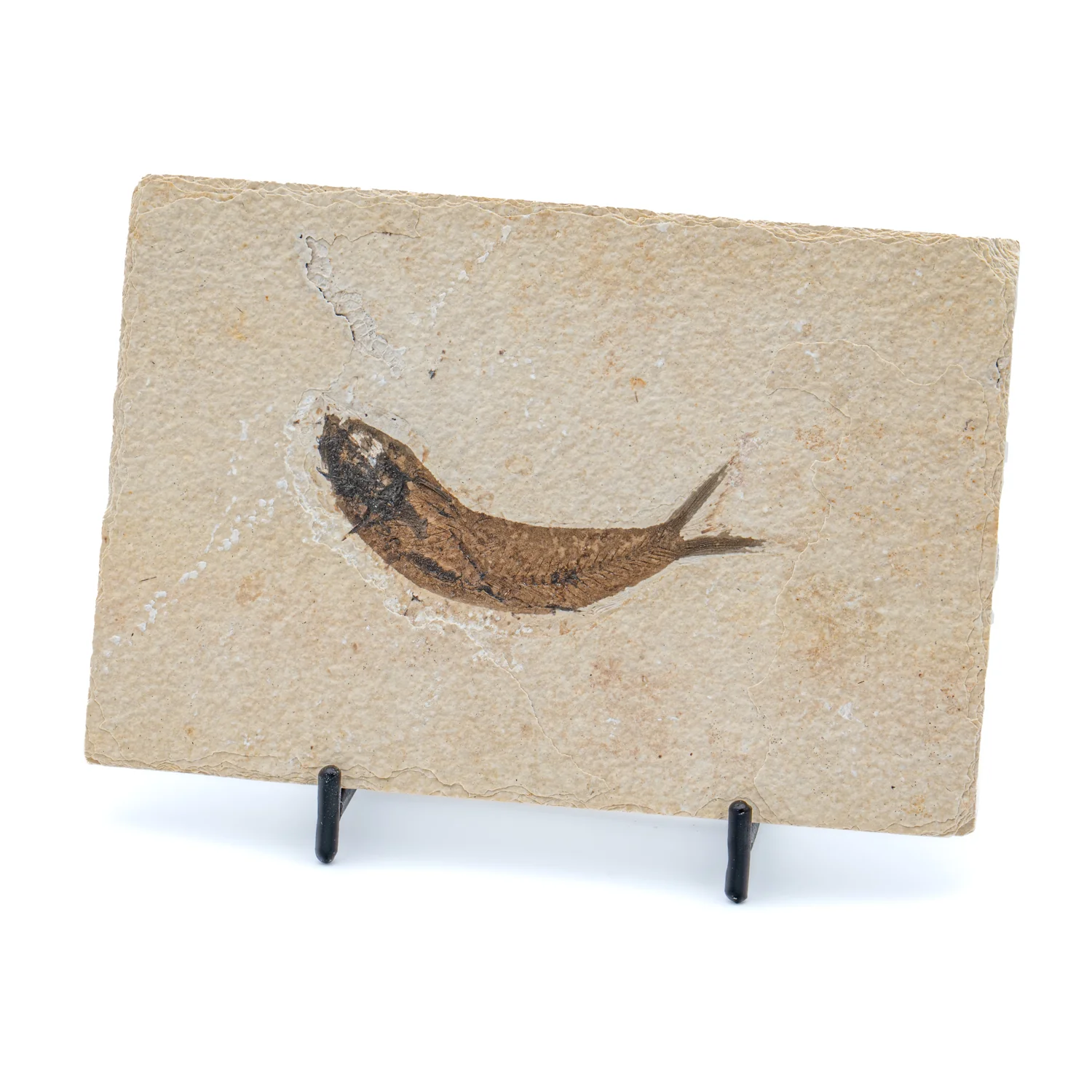 Wyoming Fossil Fish - Image 4