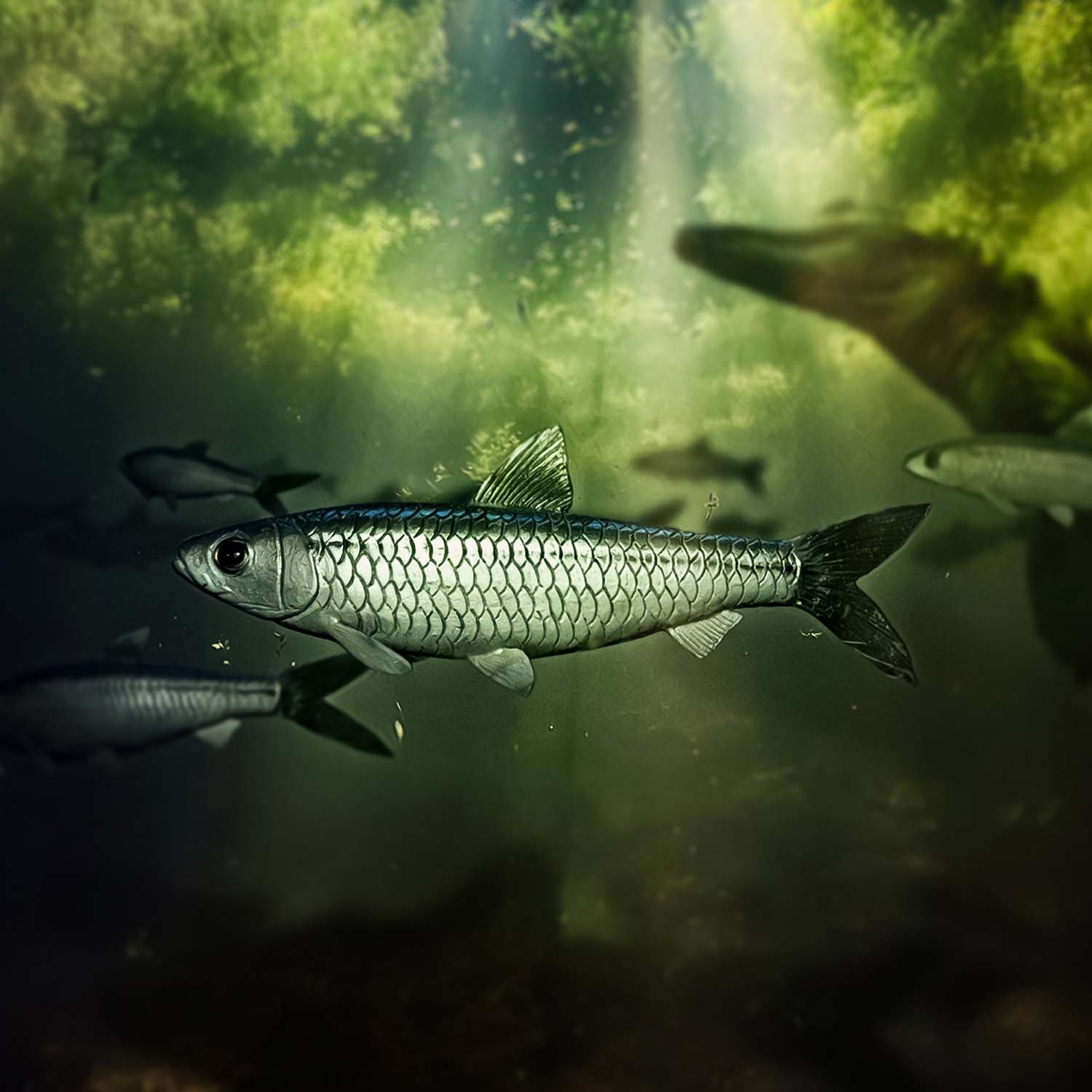 Wyoming Fossil Fish - Image 5