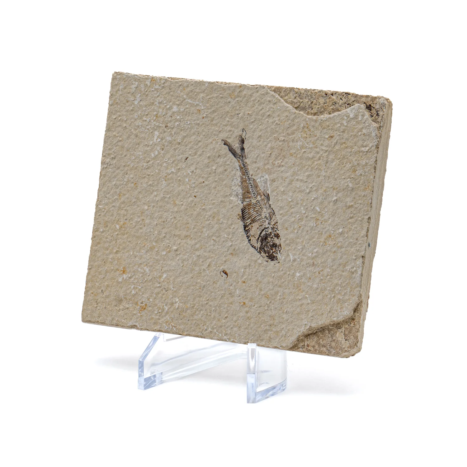 Wyoming Fossil Fish - Image 6