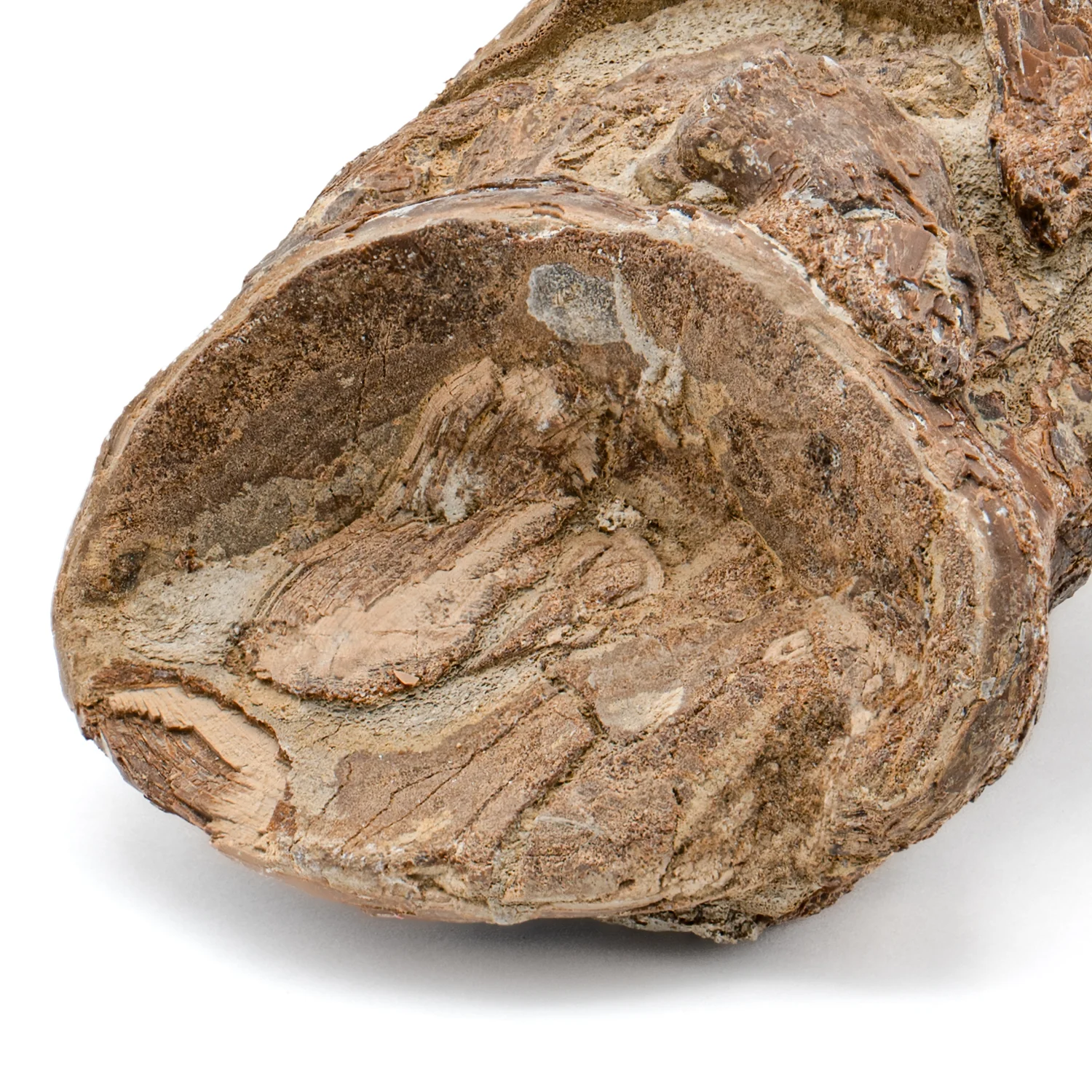 Xiphactinus - SOLD 3.20" Vertebrae Pair - Image 2