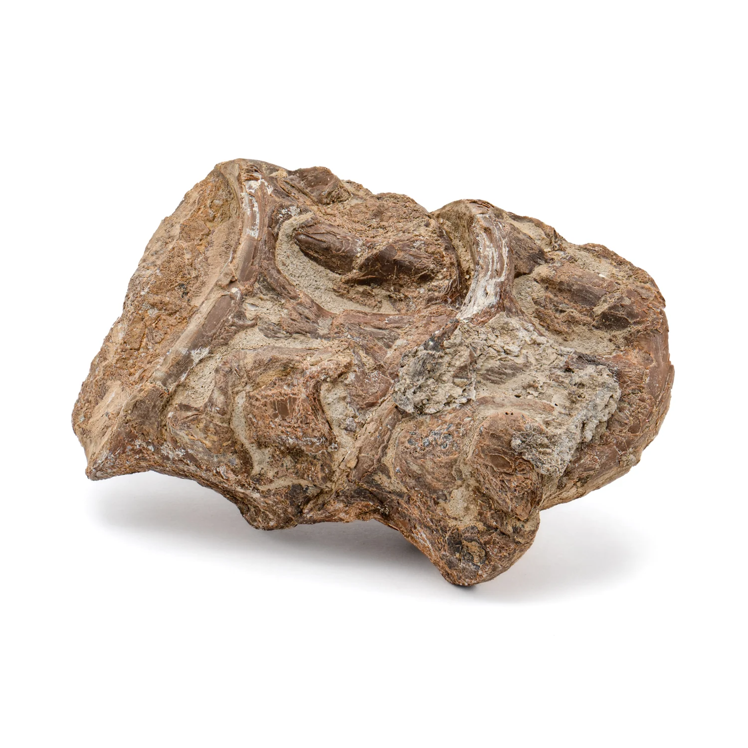 Xiphactinus - SOLD 3.20" Vertebrae Pair - Image 3