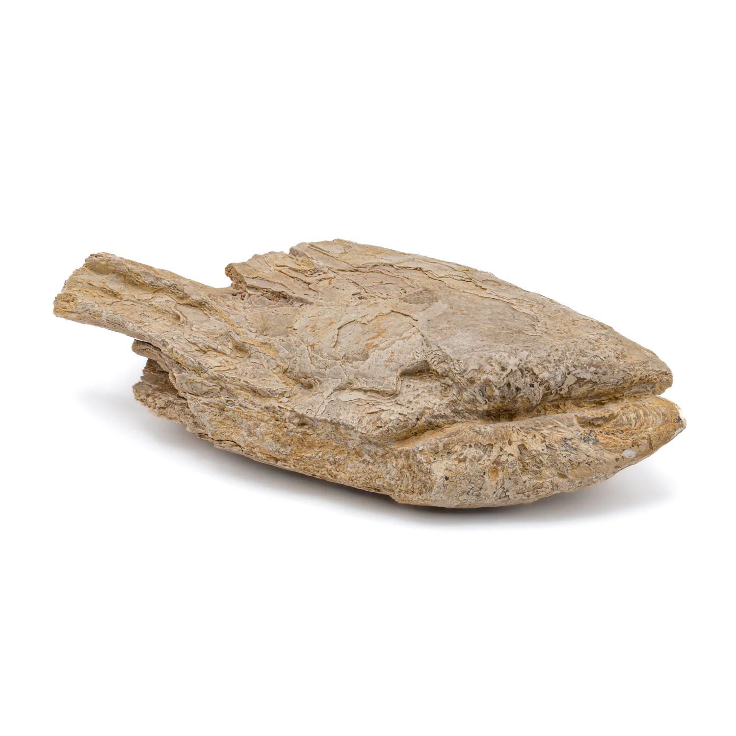 Xiphactinus - SOLD 5.58" Fossil Jaw with Skin - Image 2