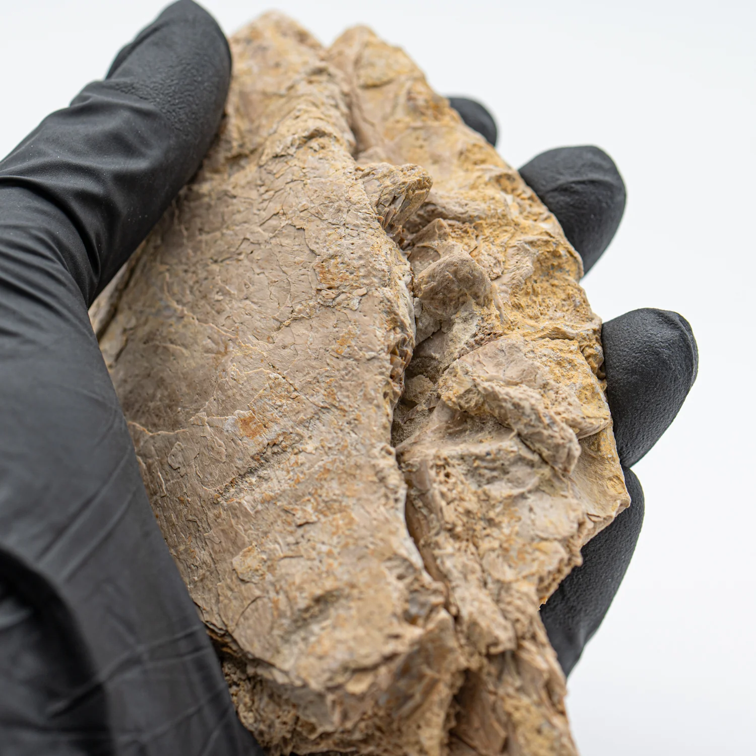 Xiphactinus - SOLD 5.58" Fossil Jaw with Skin - Image 3