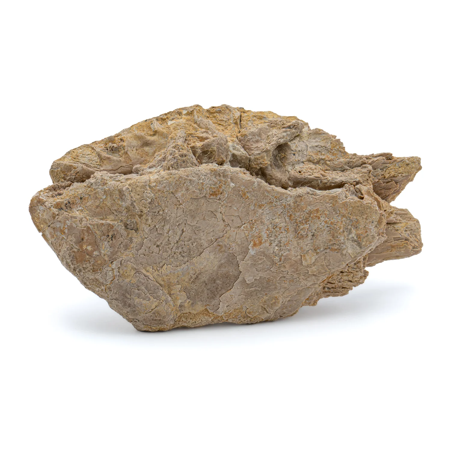 Xiphactinus - SOLD 5.58" Fossil Jaw with Skin - Image 4