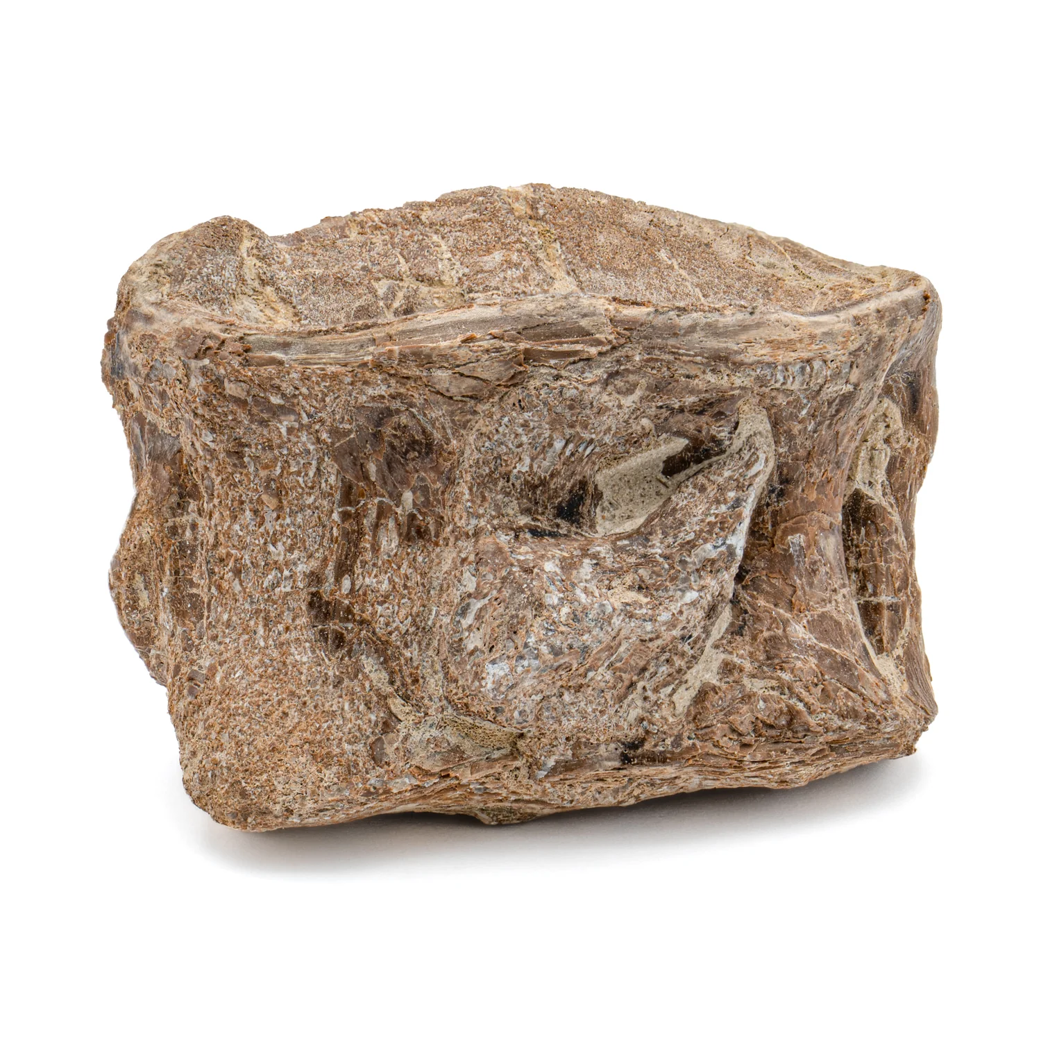 Xiphactinus Vertebra - Handheld Specimens - Image 2