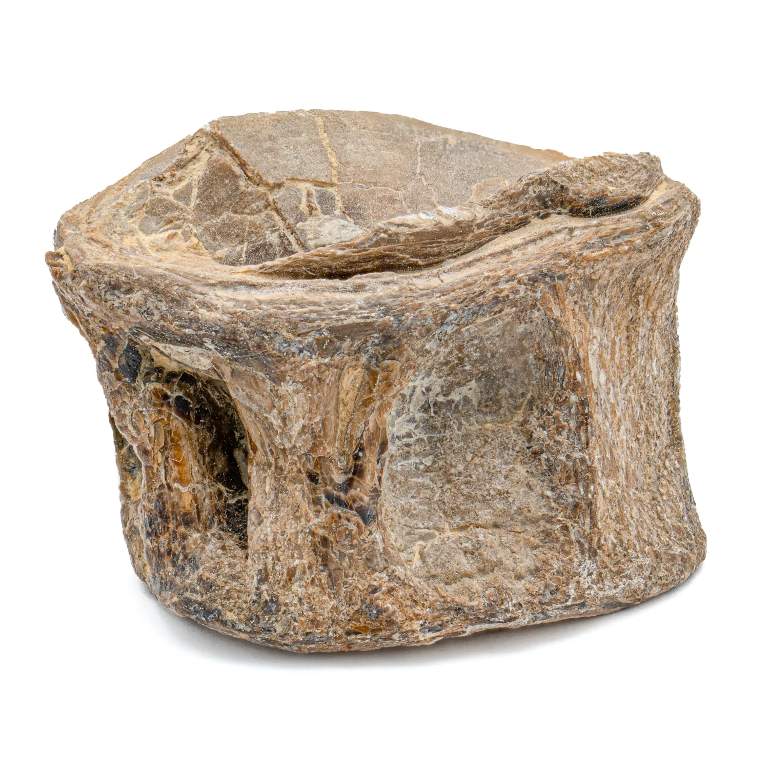 Xiphactinus Vertebra - Handheld Specimens - Image 3
