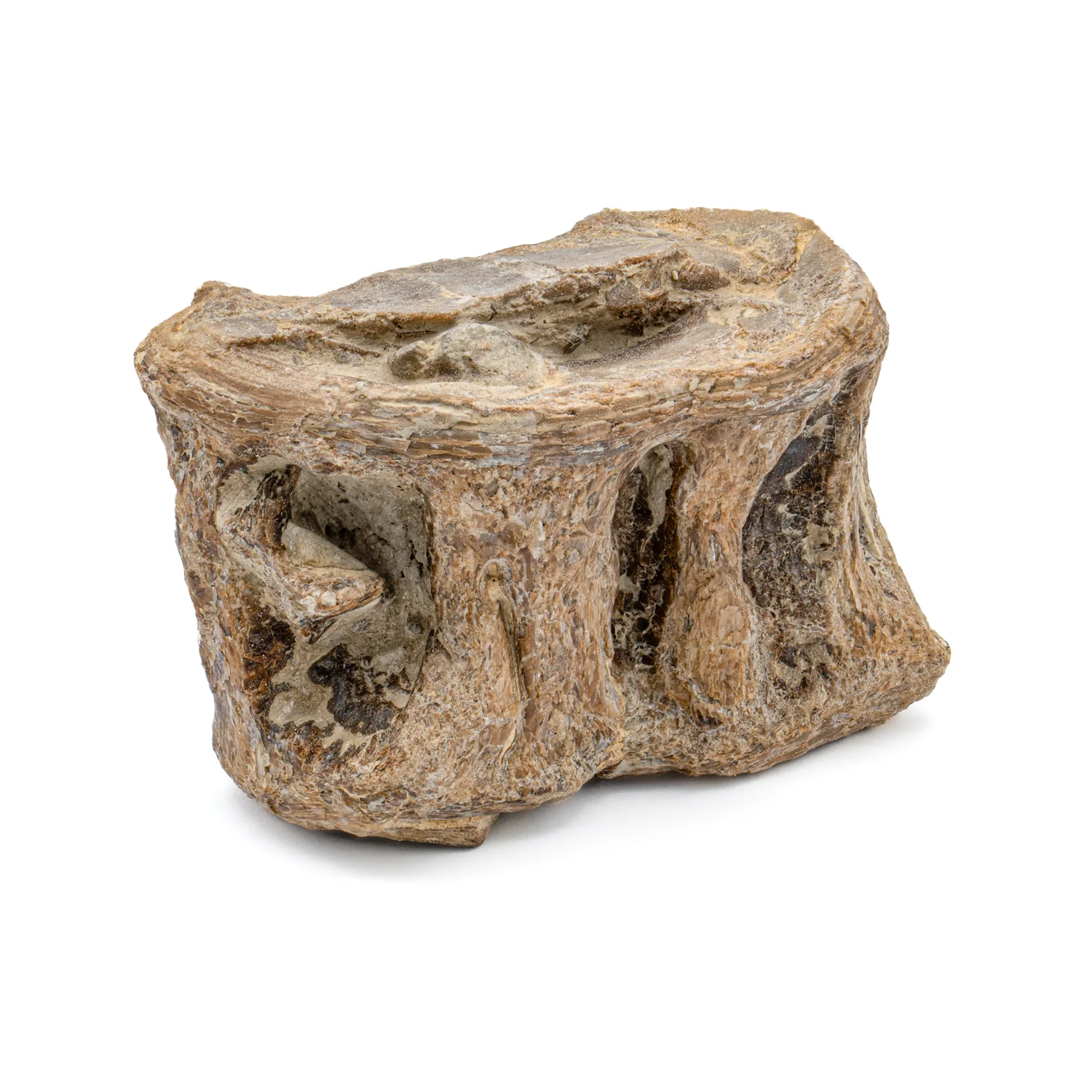 Xiphactinus Vertebra - Handheld Specimens - Image 4